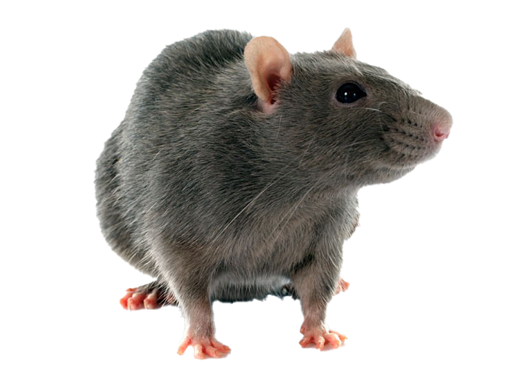 rat