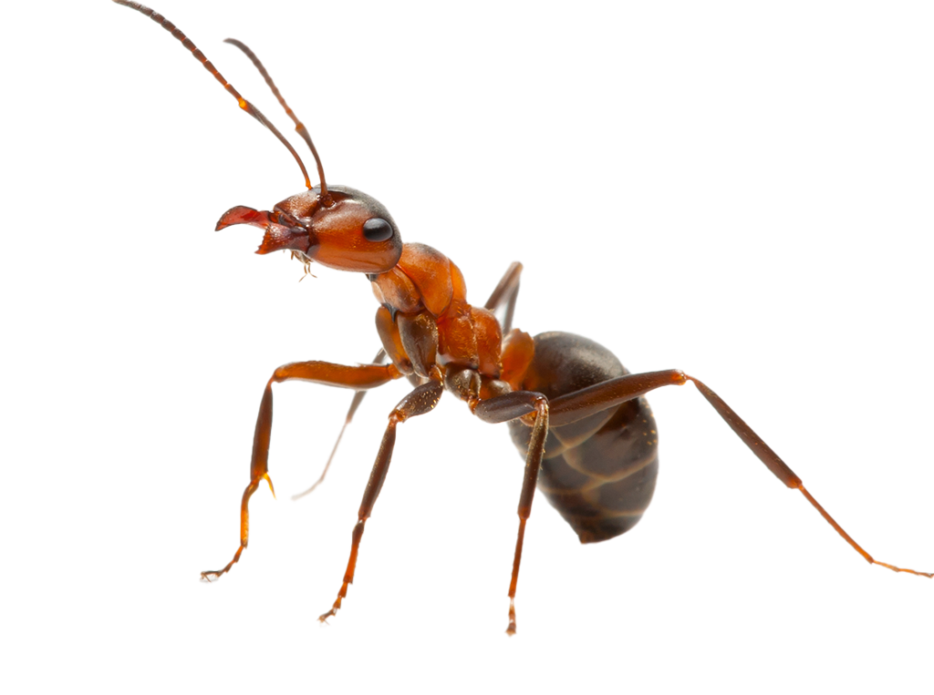 ant