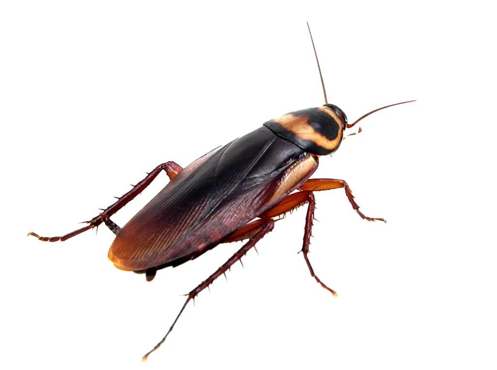 cockroach