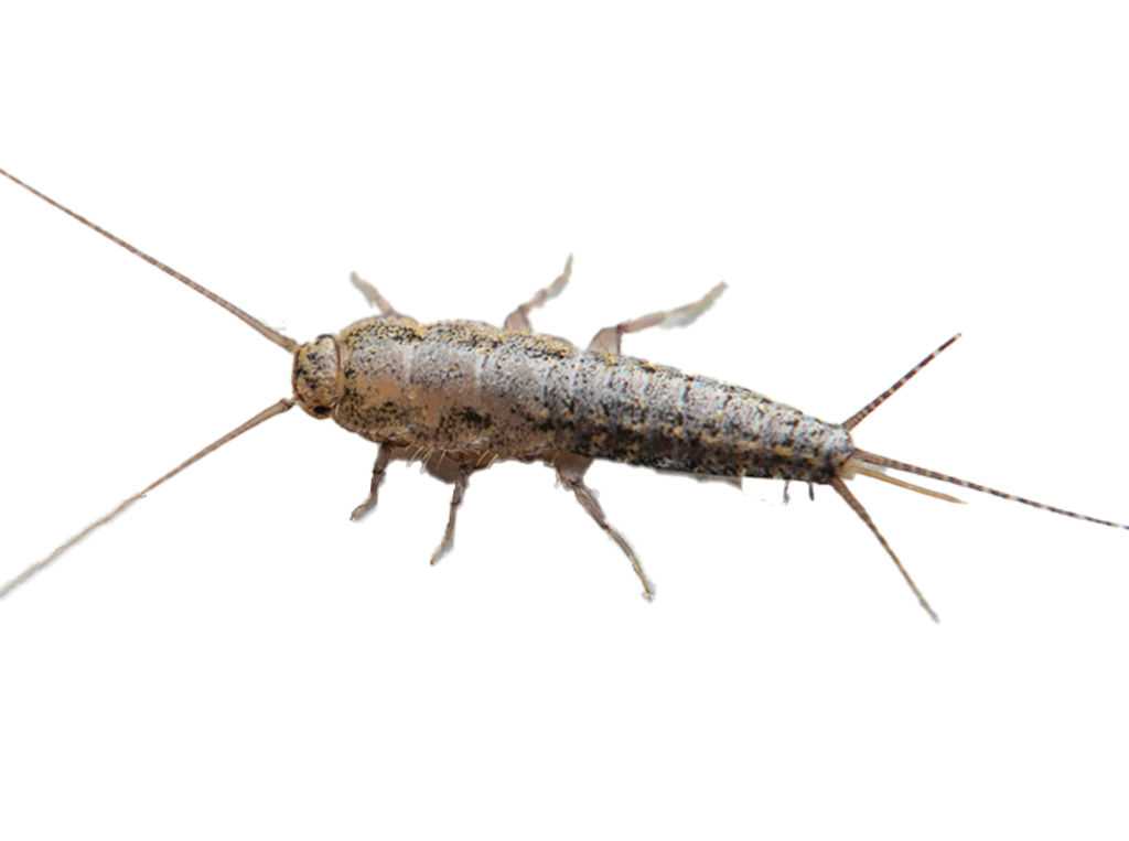 silverfish