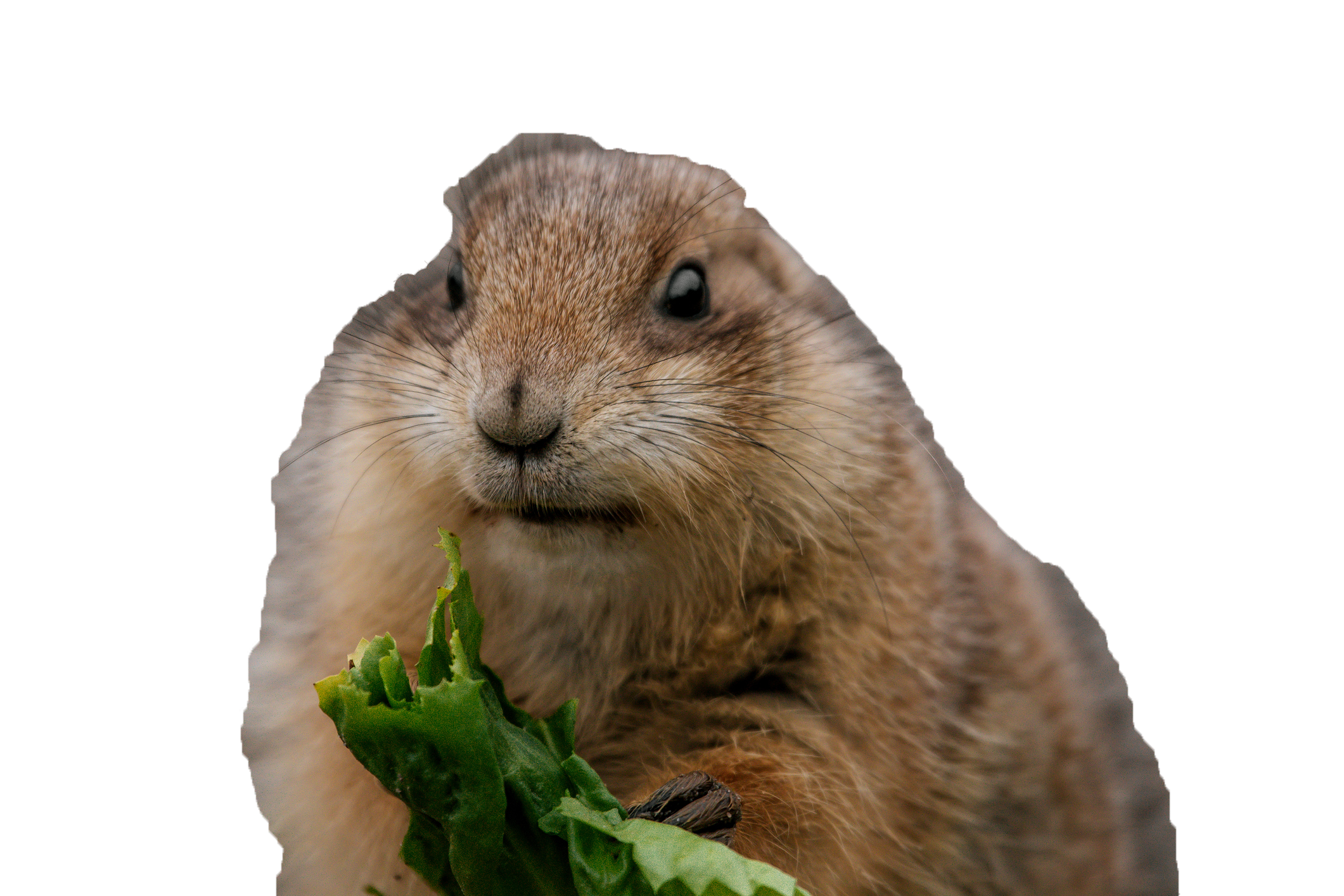 groundhog eating lettuce