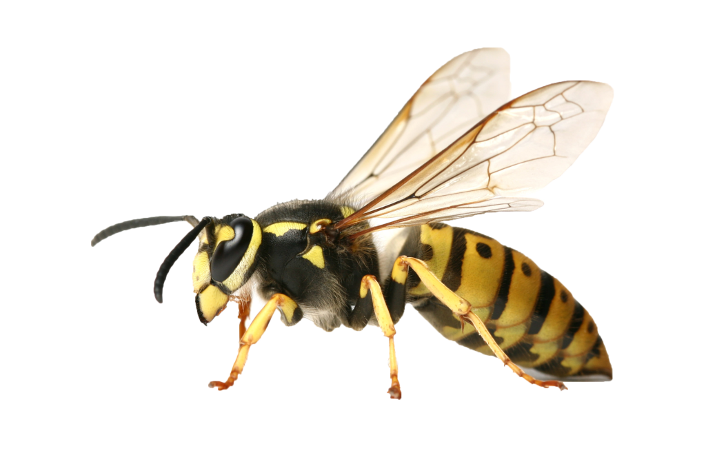 wasp