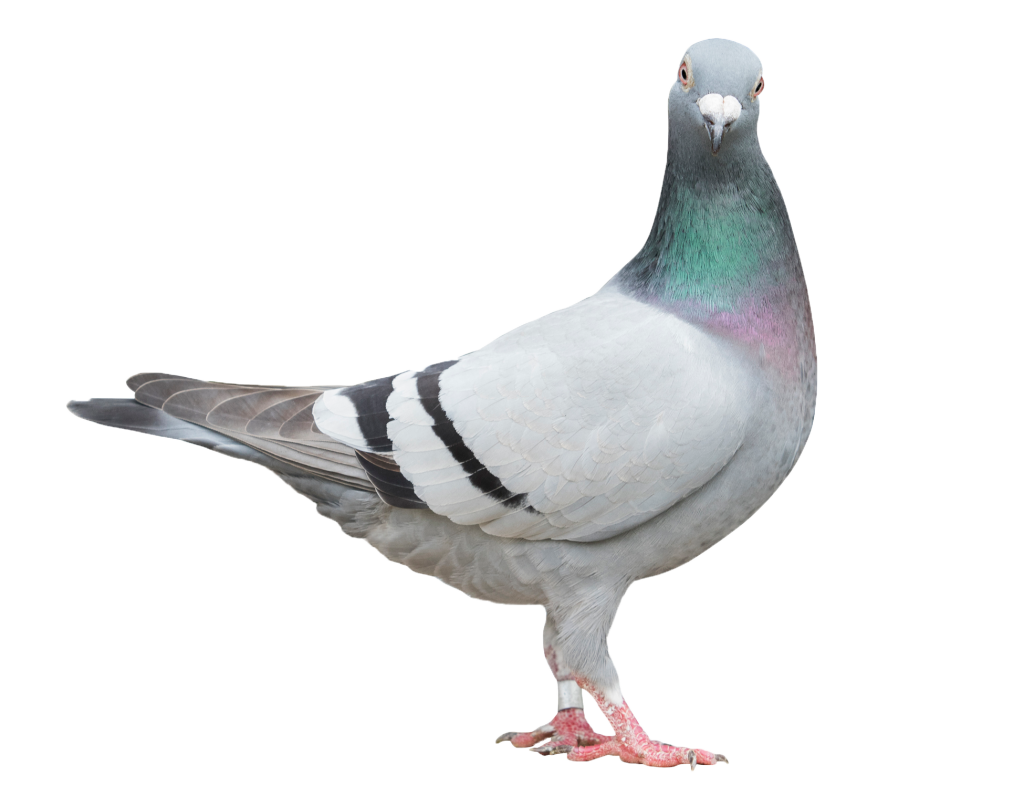 pigeon